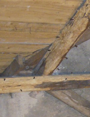 Ochraně dřevěných konstrukcí postřikem
často předchází hloubkové ošetření
pomocí injektorů