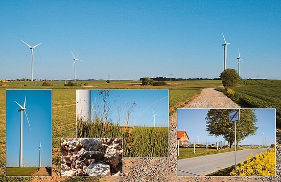 Pohled na sestavu větrných elektráren od jihu. Z této strany je od obce Pavlov nejbližší “větrník” vzdálen asi jeden kilometr. Hluk od kraje obce je za denního provozu prostým uchem neslyšitelný. V těsné blízkosti tubusu elektrárny roste nerušeně tráva, obiloviny a také zde žije drobná fauna, např. mravenci a brouci. Foto redakce