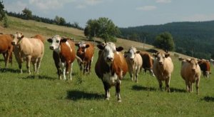 Obr. 1: Tisíce let nepostradatelné, posledních 10 let podle environmentalistů a politiků smrtelně nebezpečné. Zdroj:www.Snímky.cz.