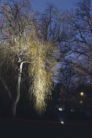 Osvětlení stromů v zámeckém parku svítidly Cricket 26 (Třeboň);vrba bílá