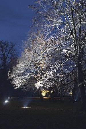Osvětlení stromů v zámeckém parku svítidly Cricket 26 (Třeboň);buk červený