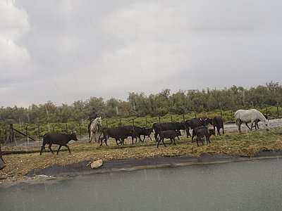 Obr. 7: Camarque, černí býci a bílí koně