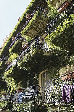 Hotel San Pietro má většinu stěn
porostlých planou vinnou révou