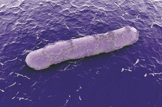 Bakterie Salmonella