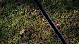 Střecha je pokryta rozchodníkem
