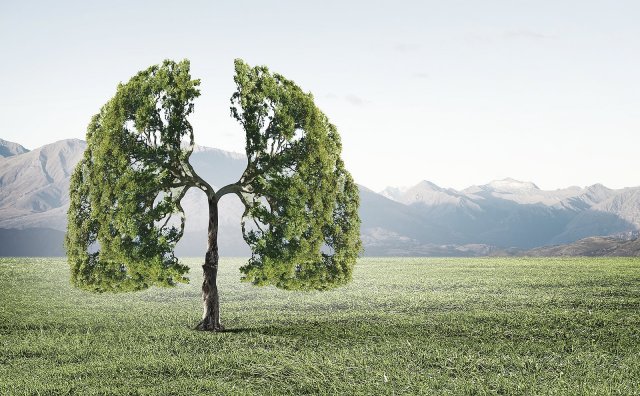 Pohled na strom vytvarovaný do podoby lidských plic (autor: Sergey Nivens, Shutterstock)