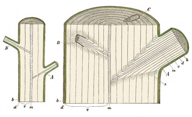 Obr. 2: Dva roky starý kmen (vlevo) a 8 let starý kmen (vpravo). b &ndash; kůra; d &ndash; lýko a kambium (zeleně) &ndash; dělivé pletivo, pomocí něhož vzniká sekundární dřevo, tzn. nový letokruh a sekundární lýko (floém) mezi kůrou a kmenem; m &ndash; dřeň; v &ndash; letokruhy, tedy dřevní cévní svazek = dřevo. B &ndash; Zarostlá 3 roky stará větev, která byla uříznuta; C. Větev v příčném řezu. Zdroj: Wikipedia, autor neznámý &ndash; volné dílo.