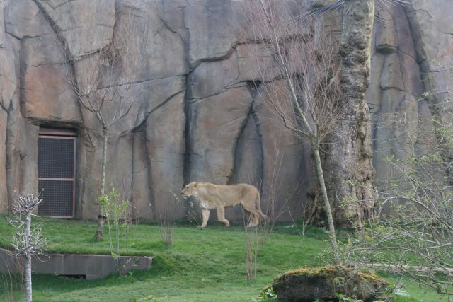 V Londýnské ZOO proběhla výstavba nového pavilonu Země lvů. Za použití významného množství Jesmonitu došlo i k úspěšné nápodobě povrchu zdi zříceniny pevnosti