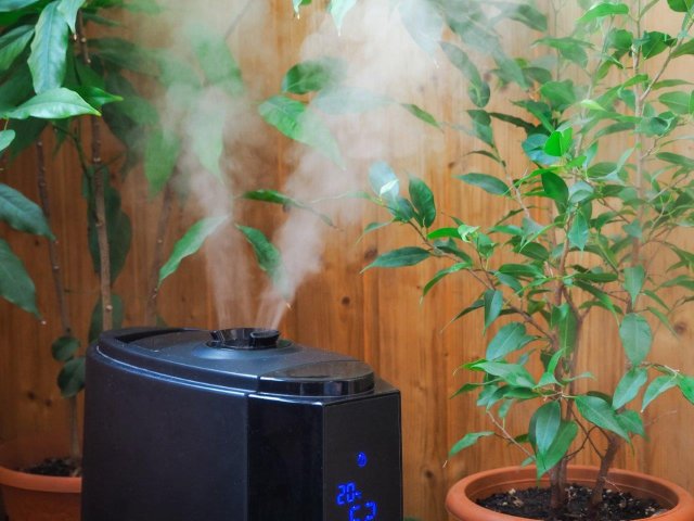 Zvlhčovače vzduchu jsou velmi užitečné obzvláště v zimě, kdy topíme a vzduch je vysušený. Proč však přístroj nevyužít kupříkladu v zimní zahradě pro udržení tropické vlhkosti? (Autor: Stanislav71, Shutterstock)