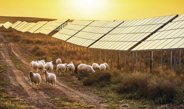 Spásání trávy pod fotovoltaickými panely ovcemi eliminuje potřebu postřiku pozemku herbicidy i sekání, což majitelům pozemku přináší významnou finanční úsporu (foto: Jenson, Shutterstock)