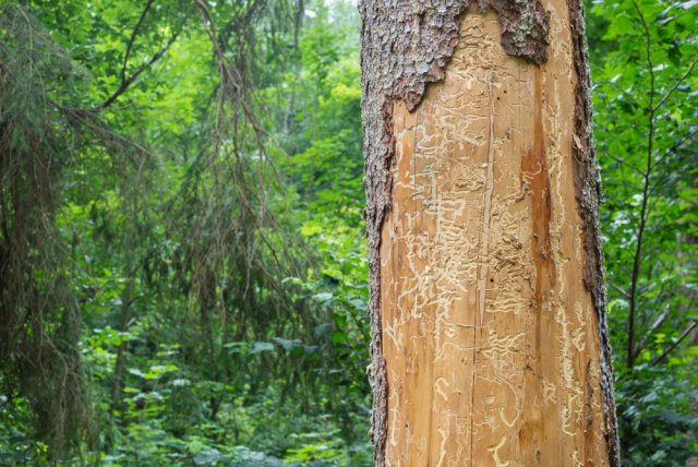 Stromy postižené kůrovcem není možné zachránit. Dochází proto k intenzivnímu kácení a padá cena dřeva. To je však povětšinou vhodné pouze jako palivo. Autor: pp1, Shutterstock