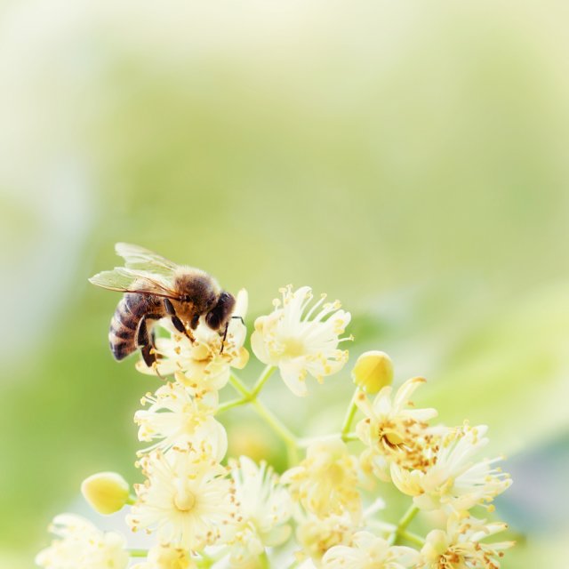 Úbytek včelstev je možný. Není však potřeba hysterie ani vyhrožování hladomorem. Pětina rostlin včetně obilovin nepotřebují ke svému opýlení včely. Postačí vítr.  Autor: PeterVrabel, Shutterstock
