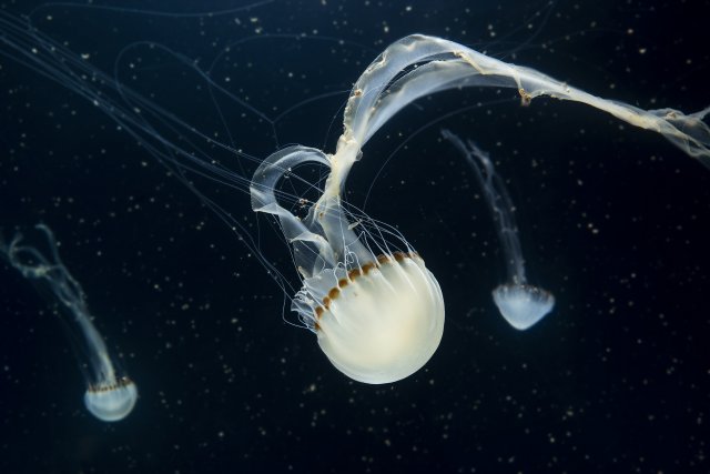 Pražské medúzárium je evropským unikátem. Velikostí předběhlo i pařížskou expozici 