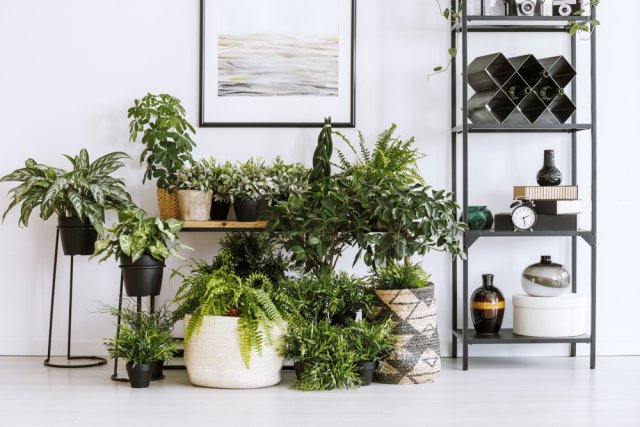 Rostliny působí jako „zelené plíce“, dodávají do místnosti kyslík a zároveň filtrují škodlivé látky ze vzduchu. Zdroj: Photographee.eu, Shutterstock