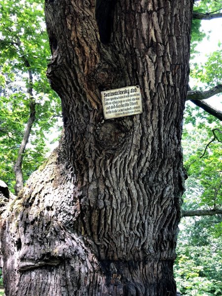Svatováclavský dub je odhadem asi 400 let starý
