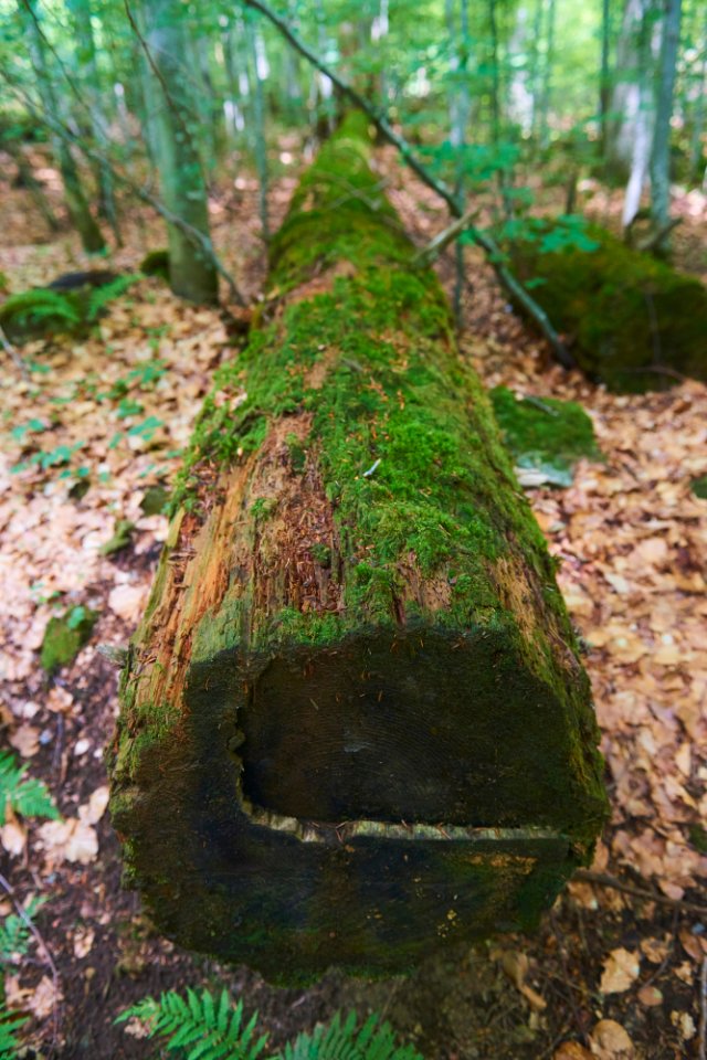 Ponechané rozkládající se stromy napomáhají zadržovat vodu, obnovovat lesní povodí a zabraňují erozi. Foto: Petr Bonek, Shutterstock