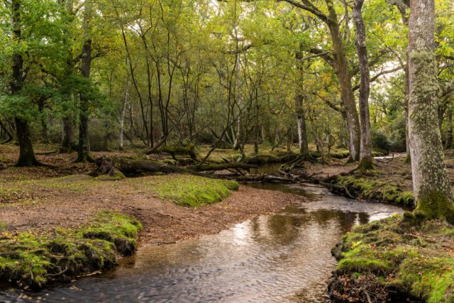 Na českém území se již skoro nevyskytují lesní vodní toky ve své přirozené podobě. Foto: Daan Kloeg, Shutterstock