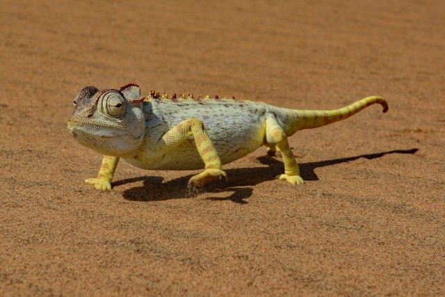 Jak chameleon pracuje se slunečním tepelným zářením: Samička chameleona namibijského hledá v poušti partnera... Brzy ráno se ale potřebuje zahřát, a proto využívá univerzální schopnosti kůže chameleonů - strana obrácená k slunci je tmavá, aby zachycovala co nejvíc tepla, zatímco druhá zůstává světlá, aby minimalizovala tepelné ztráty (z cyklu Život od BBC na ČT 2). Foto: LUC KOHNEN, Shutterstock