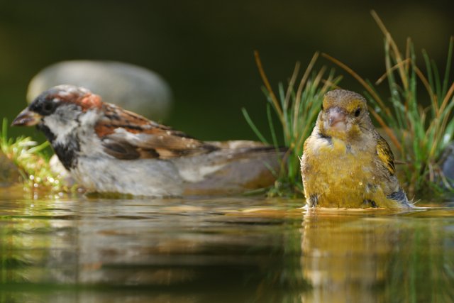 Voda přitáhne do zahrady život. Foto: stmilan, Shutterstock 