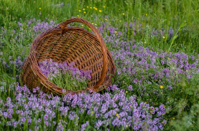 Co takhle místo trávy mateřídoušku? Foto: HalynaRom, Shuuterstock