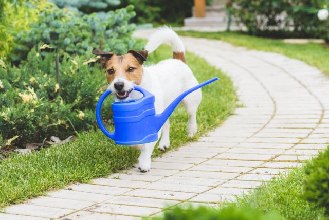 Pořízením vhodného zahradního čerpadla usnadníte práci nejen sobě, ale i svým pomocníkům. :) Foto: alexei_tm, Shutterstock
