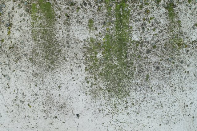Mikroorganismy, jako jsou řasy a plísně,  jsou závislé na vlhkém a chladném prostředí a vytvářejí rozsáhlé kolonie schopné rychle pokrýt celou zastíněnou plochu fasády. Zdroj: Milana Lana Paunovic