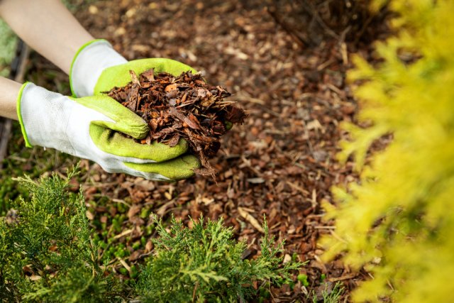 Kromě běžně prodávané mulčovací kůry se používá listí stromů, posekaná tráva a další rostlinný odpad. Mulč se rozkládá na humus, který doplňuje půdu o úrodnou zeminu. Zdroj: ronstik
