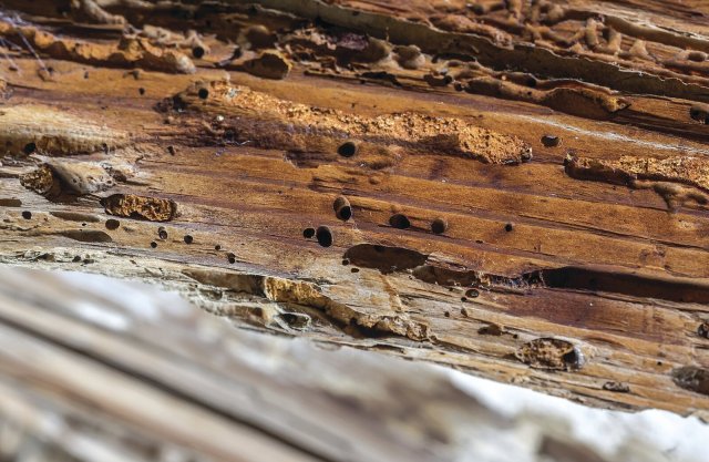 Dřevěné konstrukční prvky mohou být degradovány také působením biotických činitelů.
Foto: Pumbastyle