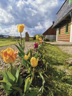 Na jaře krášlí roubenku barevné tulipány.