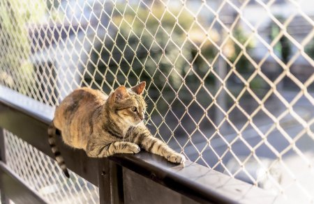 Otevřený balkon nebo okna můžou být pro děti i mazlíčky velmi nebezpečné. Stačí ale namontovat jednoduchou ochrannou síť – nezabere výhled, ale vytvoří bezpečnou bariéru, která zabrání pádu i nechtěnému útěku. Foto: cabuscaa, Shutterstock